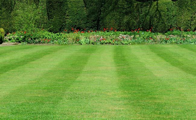 How to get the best looking lawn