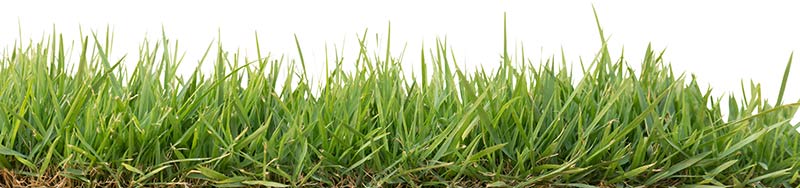 Types of grass